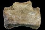 Dinosaur (Thescelosaurus) Caudal Vertebra - Montana #114436-3